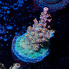 Buzz Light years Acropora - riptide aquaculture llc