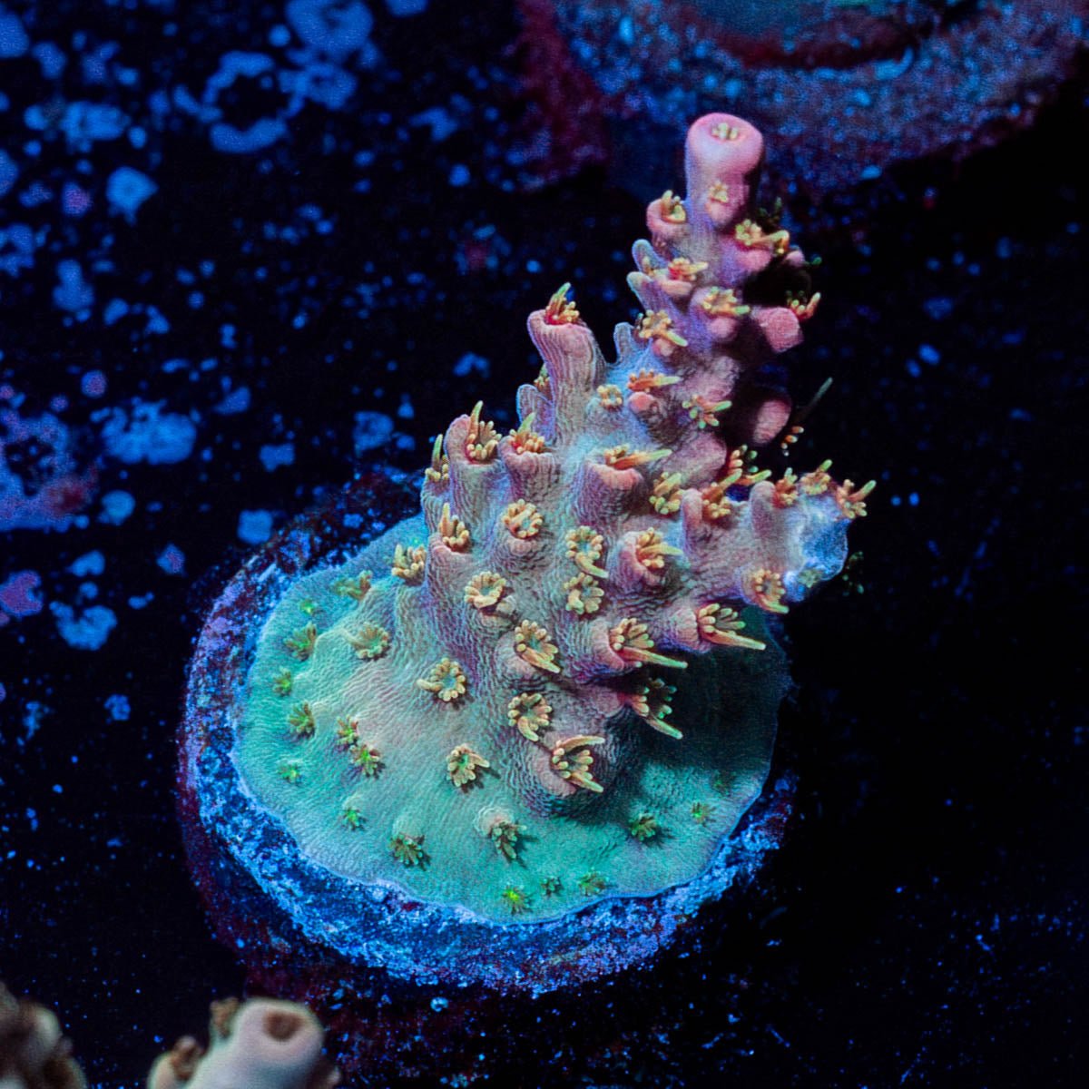 Buzz Light years Acropora - riptide aquaculture llc