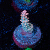 Kandairre Acropora - riptide aquaculture llc