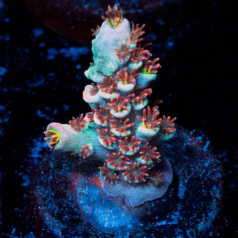 Cherry Bomb Acropora