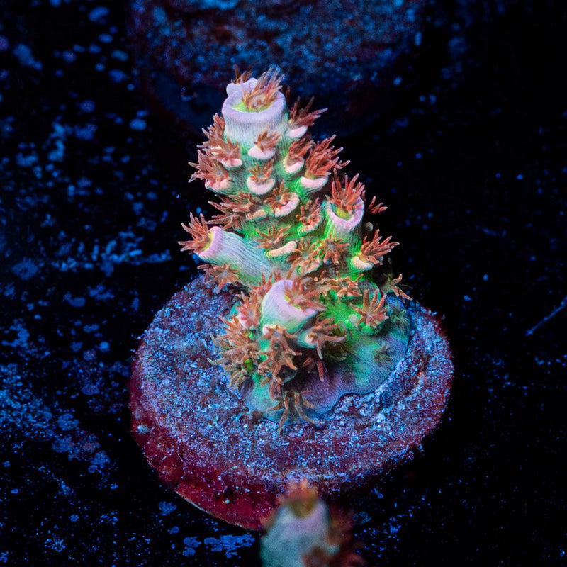 Globe Master Acropora