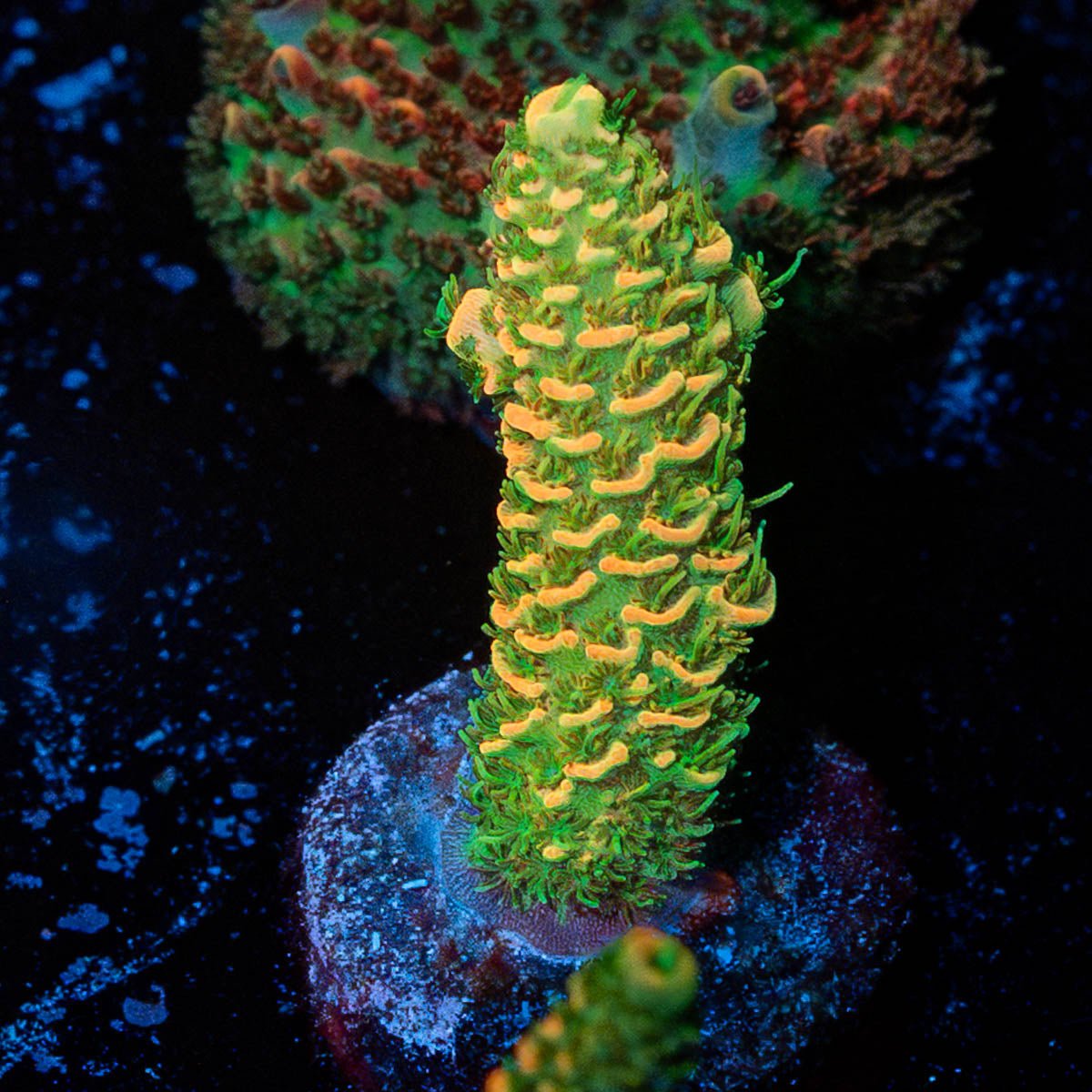 RMF Acid Trip Millepora - riptide aquaculture llc