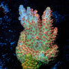 Optimus Prime Acropora - riptide aquaculture llc