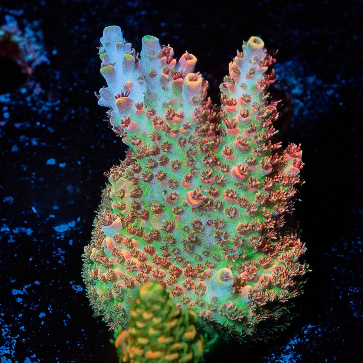 Optimus Prime Acropora - riptide aquaculture llc