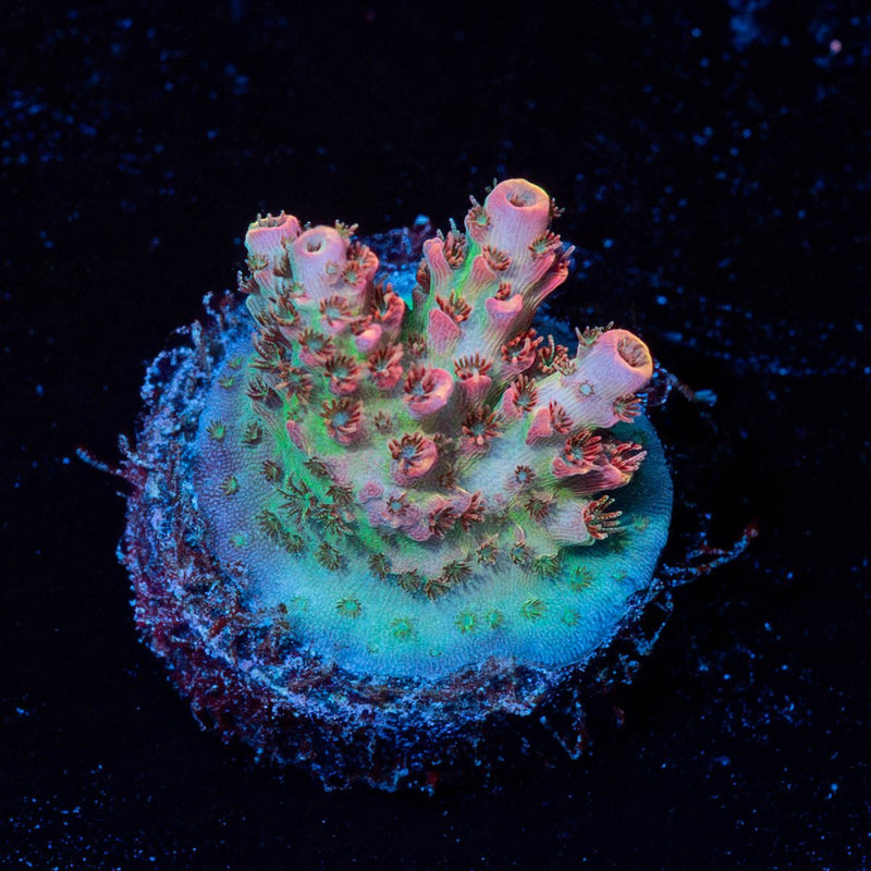 Night Furry Acropora