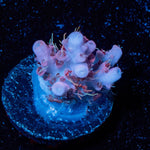 Night Furry Acropora - riptide aquaculture llc