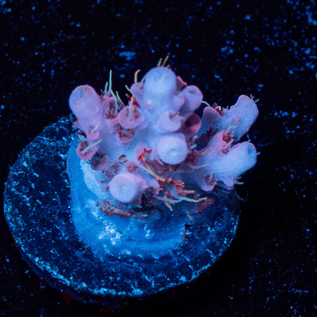 Night Furry Acropora - riptide aquaculture llc