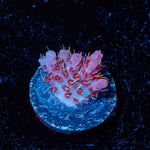 Night Furry Acropora - riptide aquaculture llc