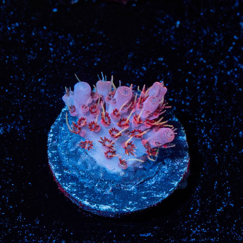 Night Furry Acropora