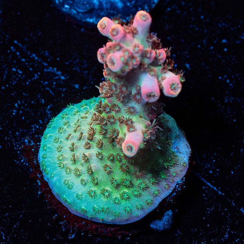 Night Furry Acropora