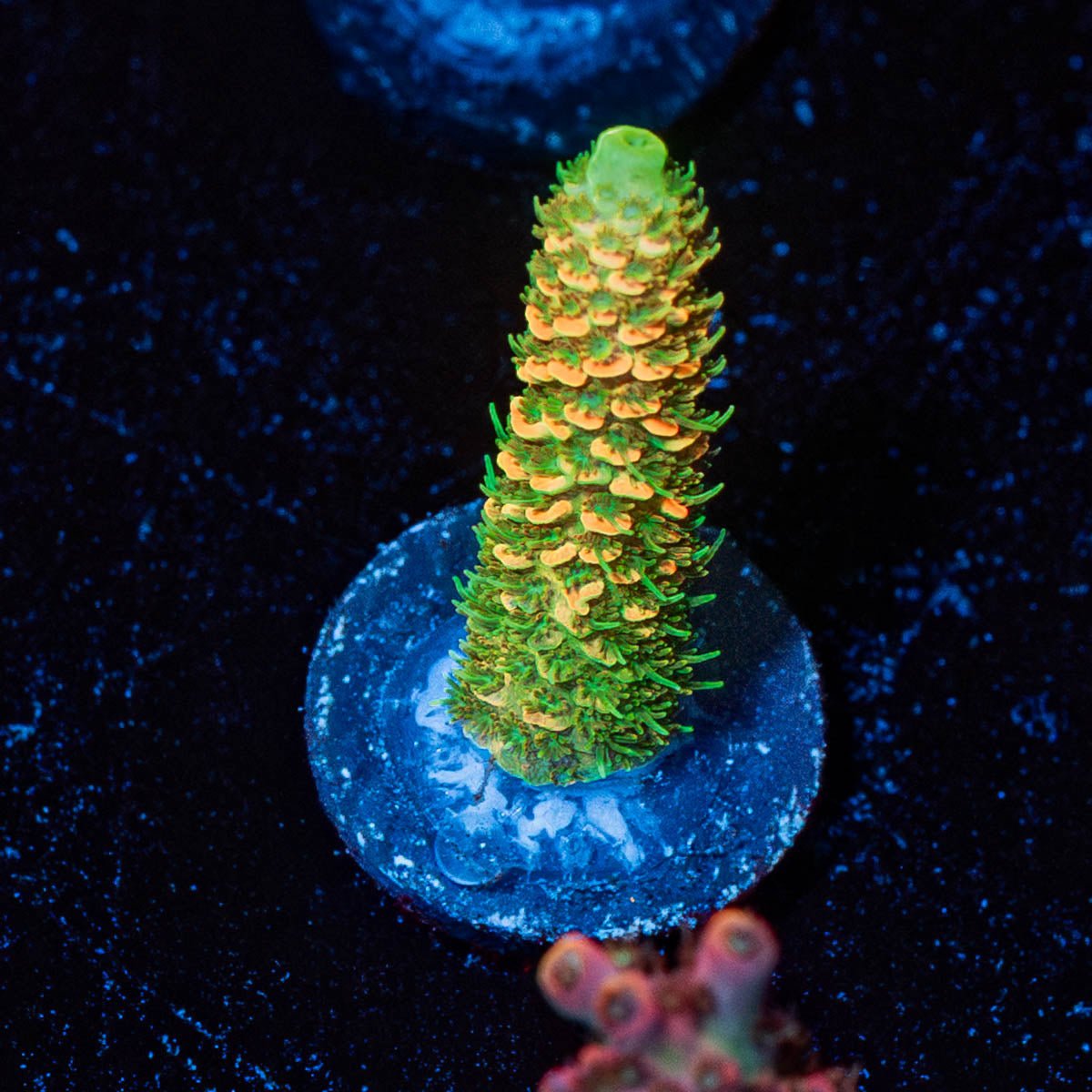RMF Acid Trip Millepora - riptide aquaculture llc