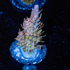 Purple Haze Acropora - riptide aquaculture llc