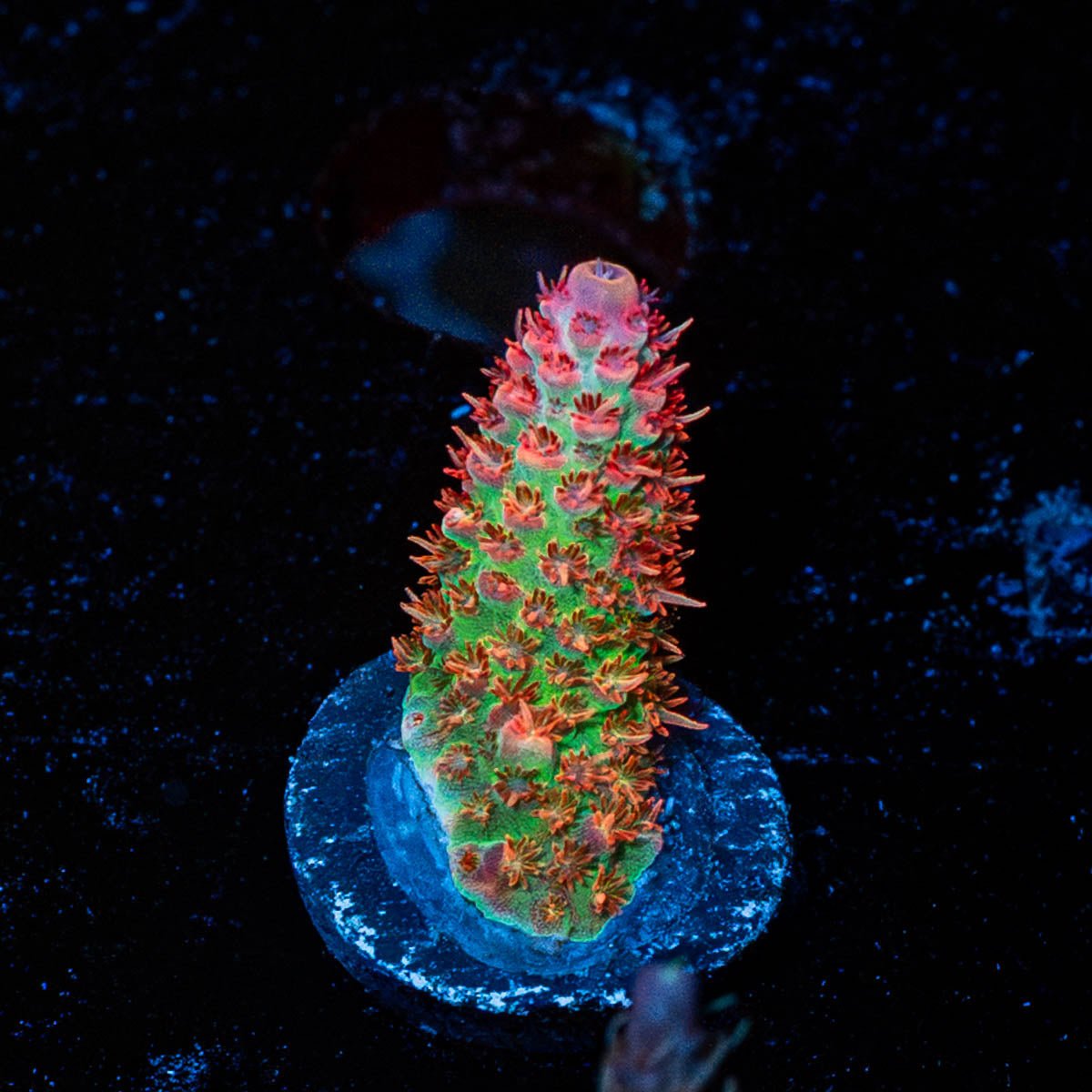 Princess Peach Acropora - riptide aquaculture llc
