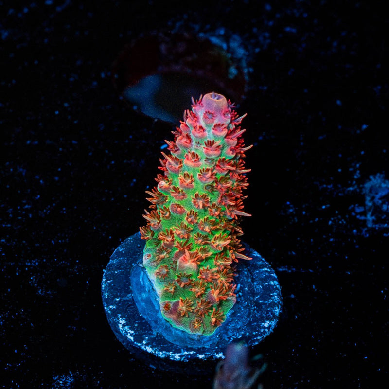 Princess Peach Acropora