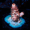 Cherry Bomb Acropora - riptide aquaculture llc