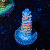 TSA Rainbow Fusion Acropora - riptide aquaculture llc