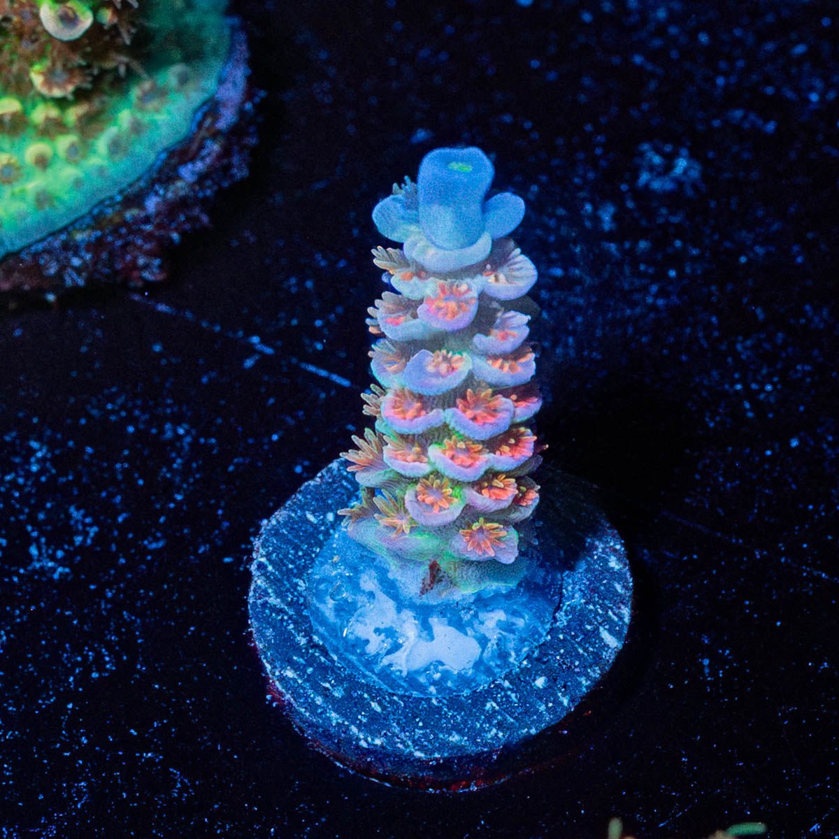 TSA Rainbow Fusion Acropora - riptide aquaculture llc