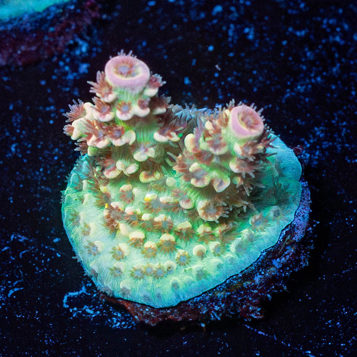 chevron Acropora - riptide aquaculture llc