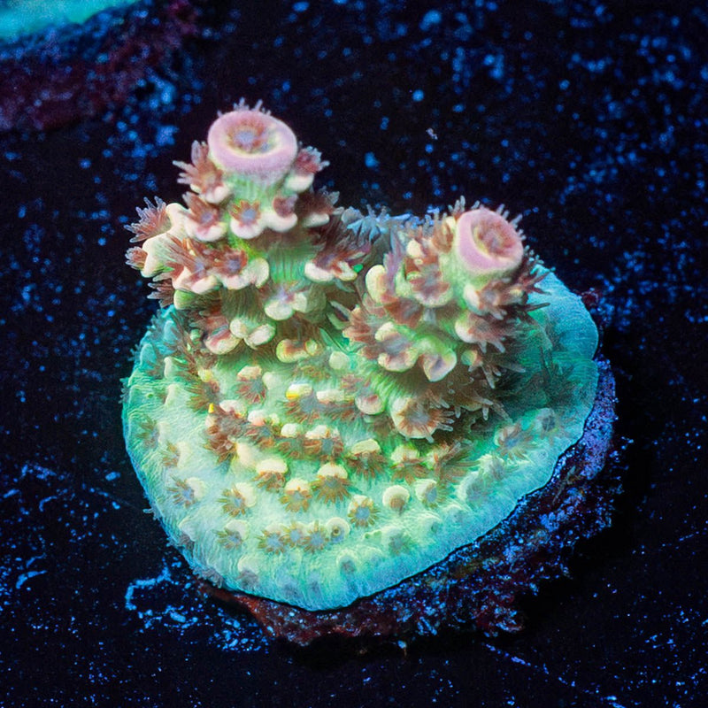 chevron Acropora