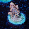 Buzz Lightyear Acropora - riptide aquaculture llc