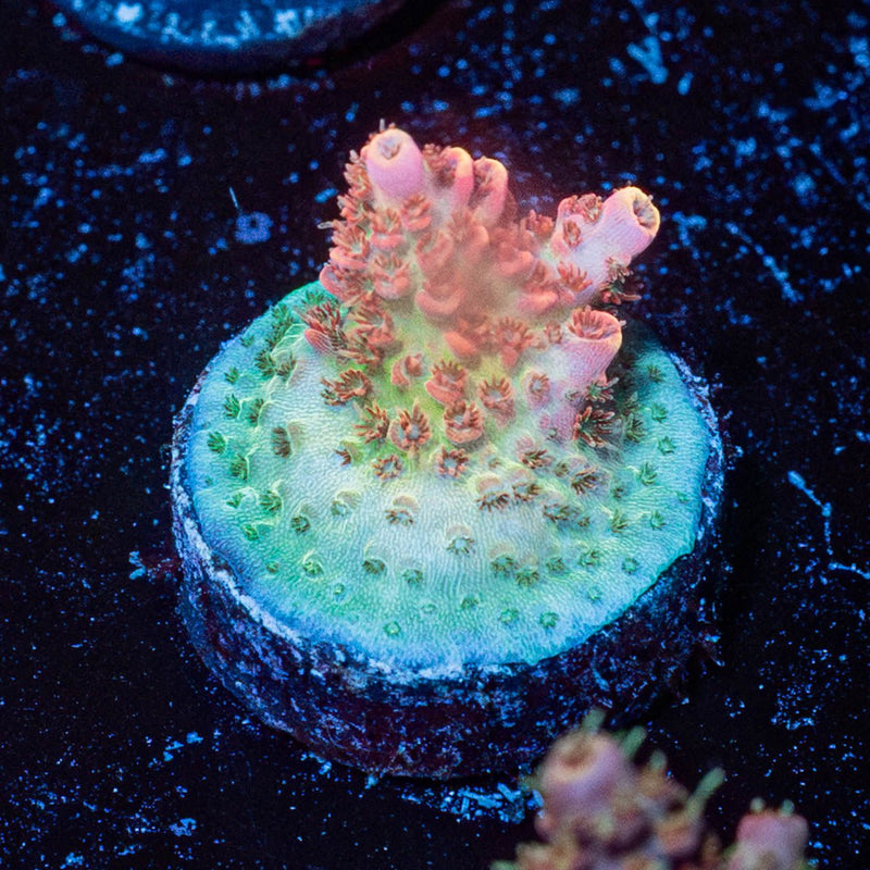 Princess Peach Acropora