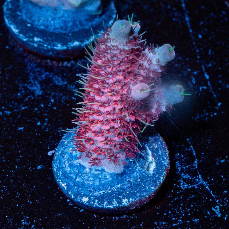 judge Judy Millepora