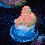 Princess Peach Acropora - riptide aquaculture llc