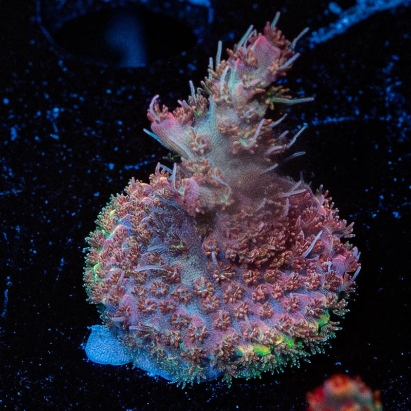 Purple Haze Acropora