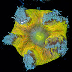 Ultra Rock Flower Anemone - riptide aquaculture llc