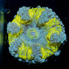 Ultra Rock Flower Anemone - riptide aquaculture llc