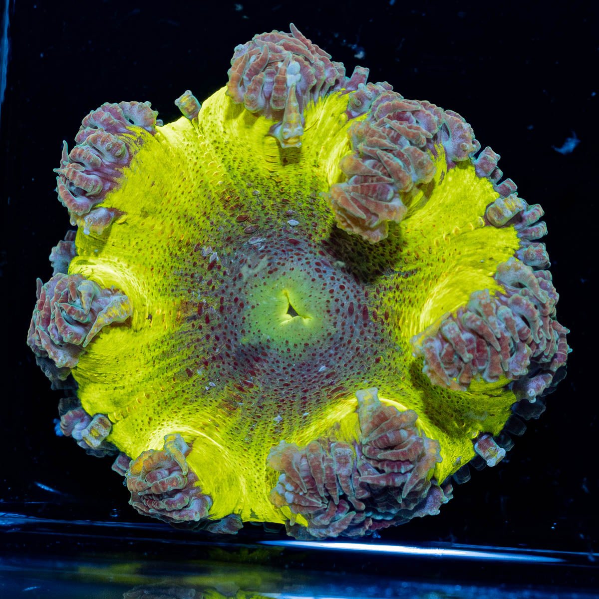 Ultra Rock Flower Anemone - riptide aquaculture llc