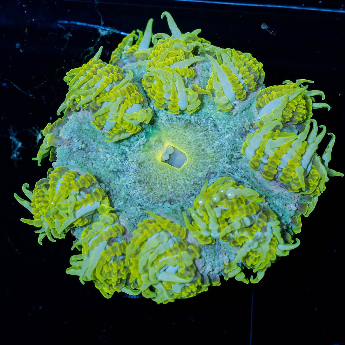 Ultra Rock Flower Anemone - riptide aquaculture llc