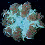 Ultra Rock Flower Anemone - riptide aquaculture llc