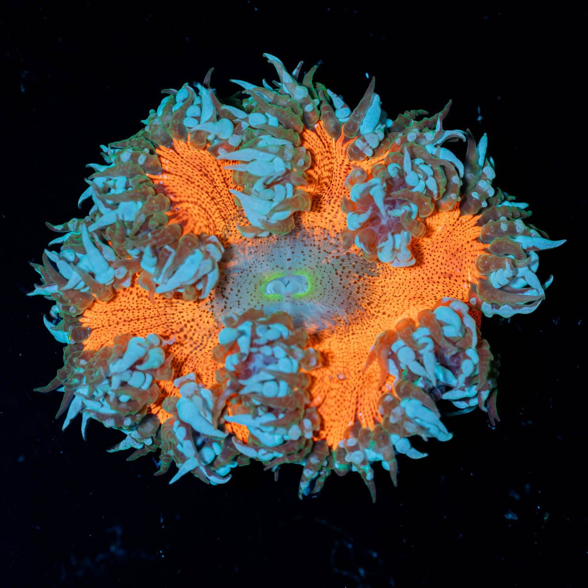 Ultra Rock Flower Anemone - riptide aquaculture llc