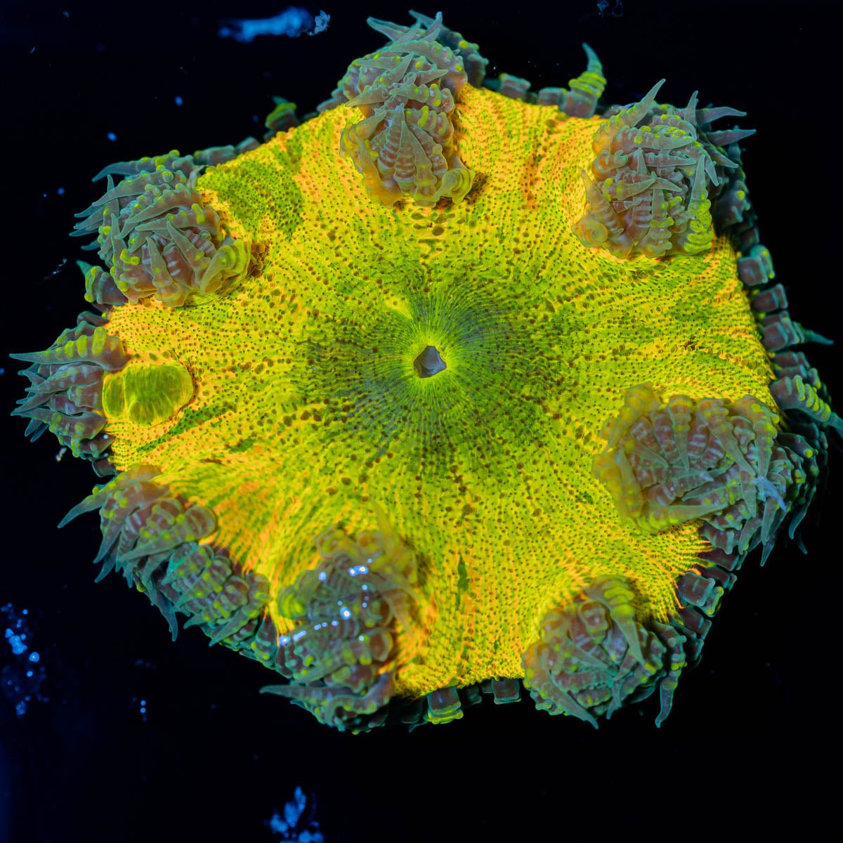 kun anemoneがま口 kun anemoneがま口 kun anemoneがま口 Anemones – Aquarium