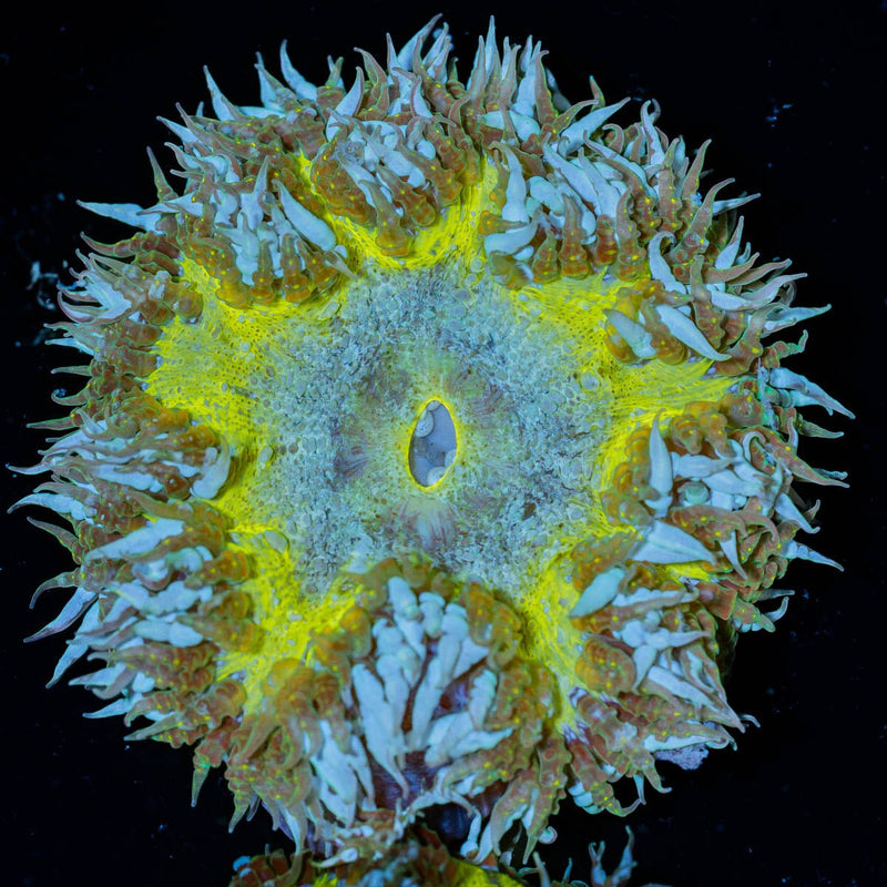 Ultra Rock Flower Anemone