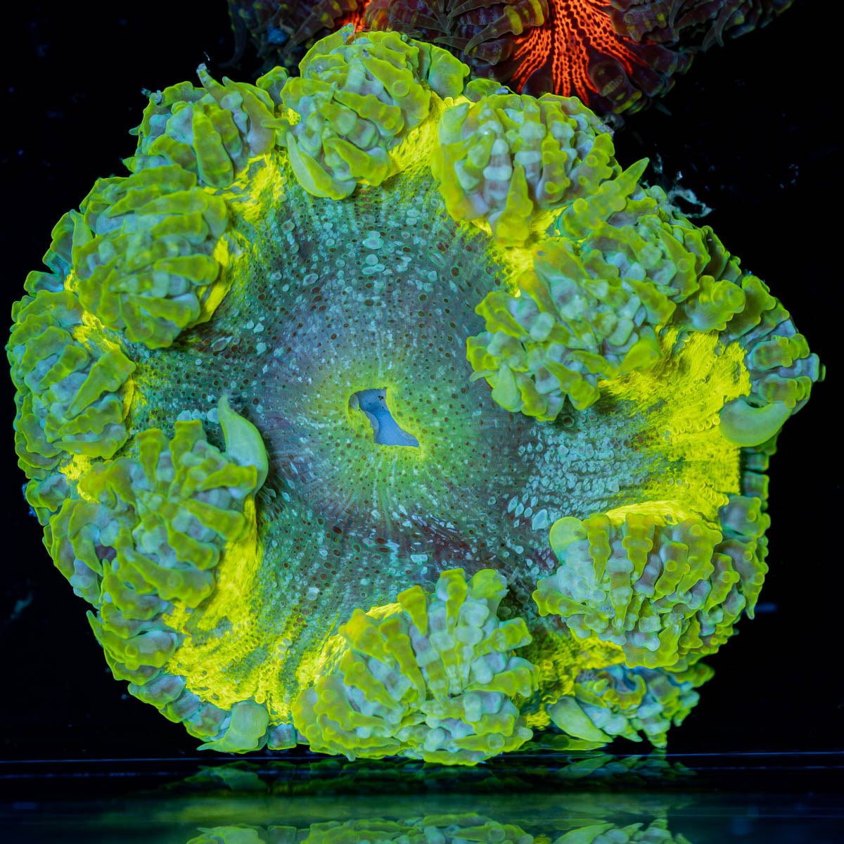 Ultra Rock Flower Anemone - riptide aquaculture llc