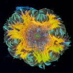 Ultra Rock Flower Anemone - riptide aquaculture llc