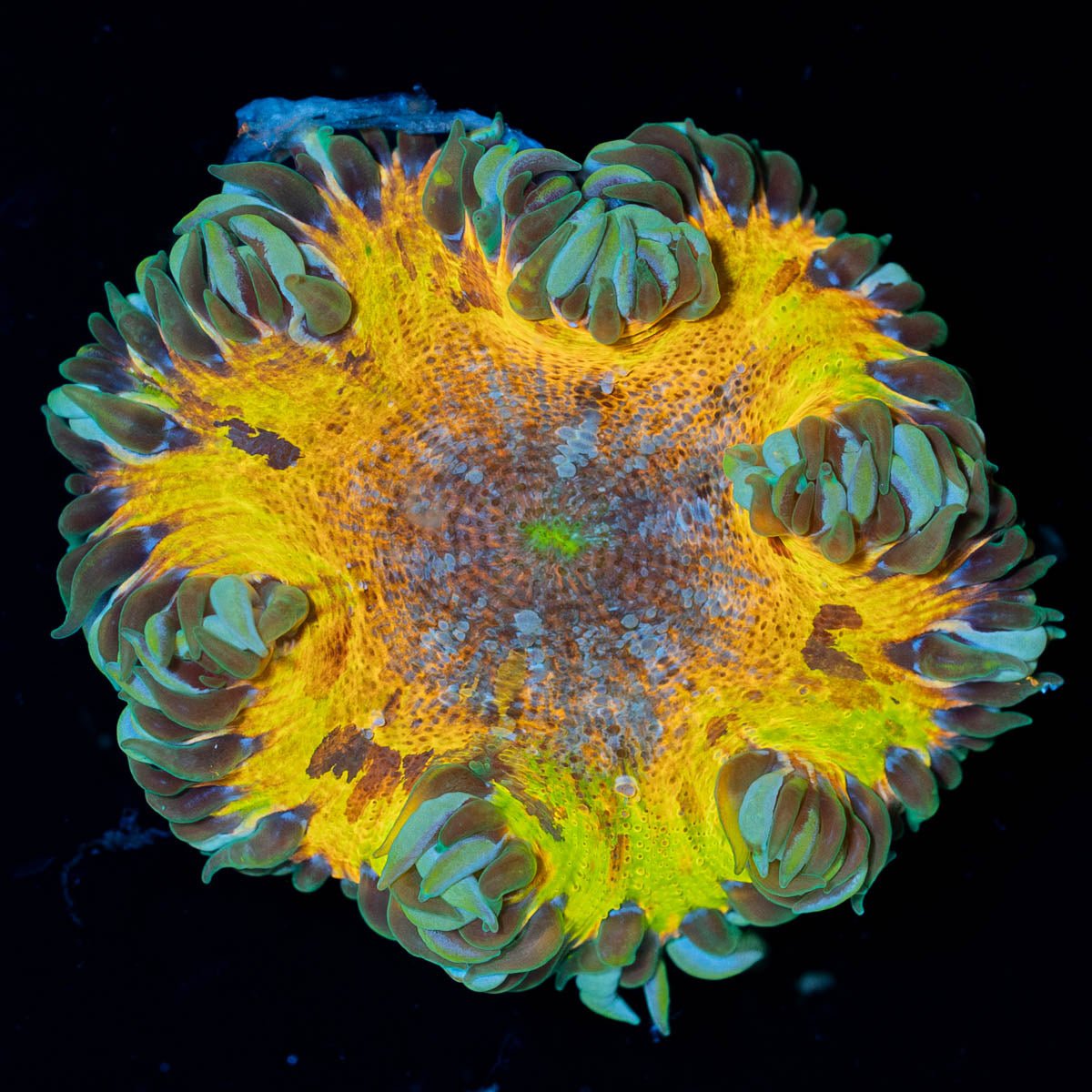 Ultra Rock Flower Anemone - riptide aquaculture llc
