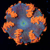 Ultra Rock Flower Anemone - riptide aquaculture llc