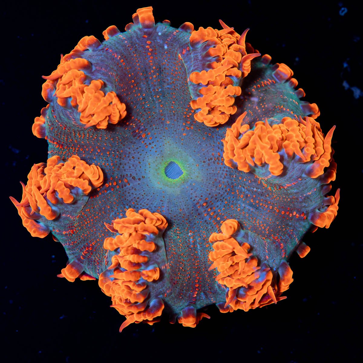 Ultra Rock Flower Anemone - riptide aquaculture llc