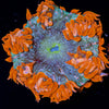 Ultra Rock Flower Anemone - riptide aquaculture llc