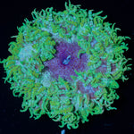 Ultra Rock Flower Anemone - riptide aquaculture llc