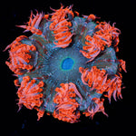 Ultra Rock Flower Anemone - riptide aquaculture llc