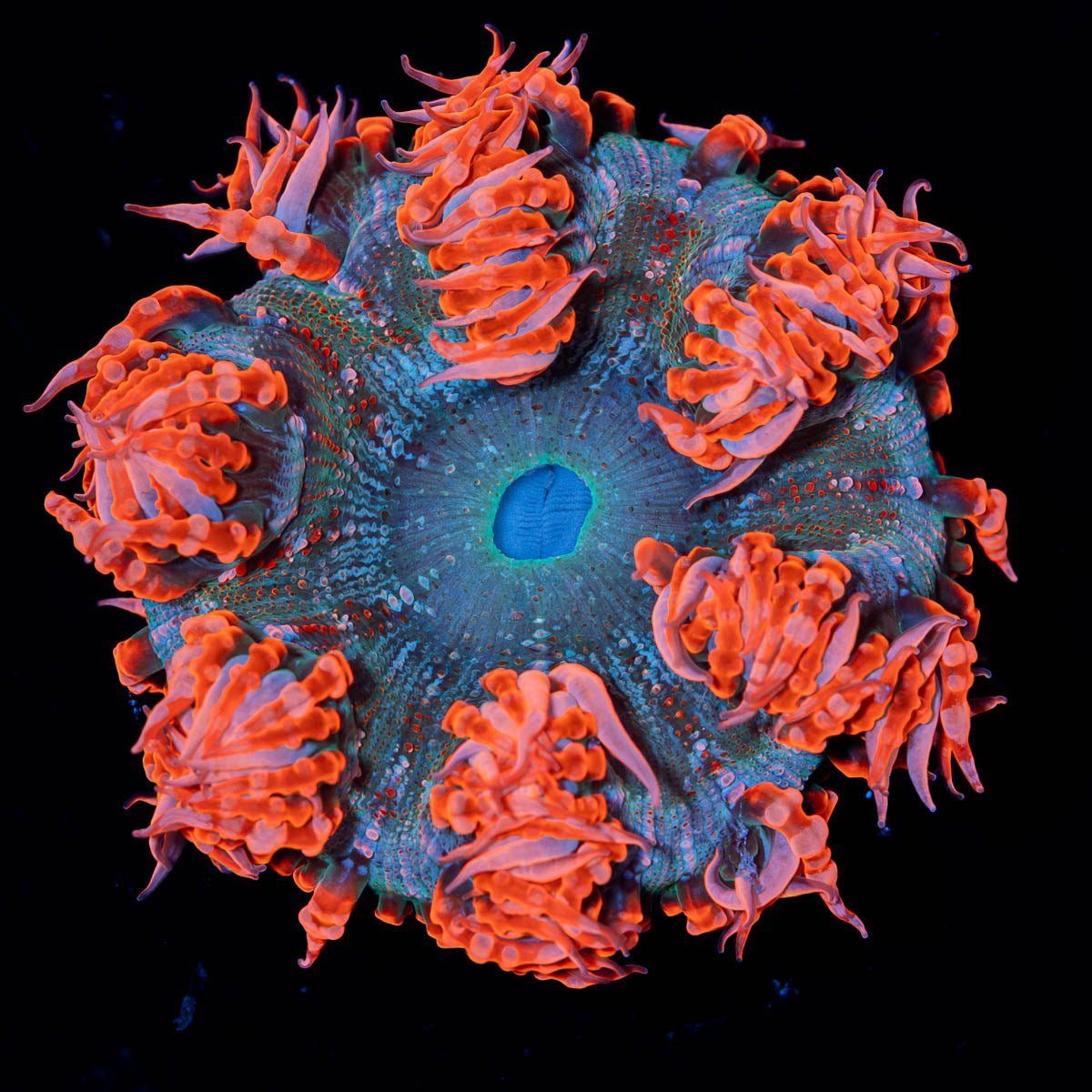 Ultra Rock Flower Anemone - riptide aquaculture llc