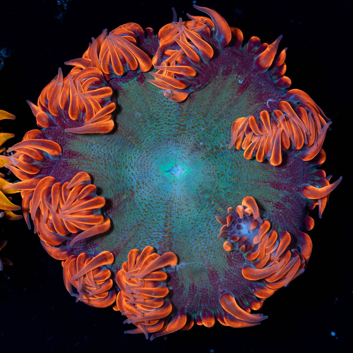 Ultra Rock Flower Anemone - riptide aquaculture llc