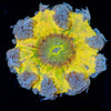 Ultra Rock Flower Anemone - riptide aquaculture llc