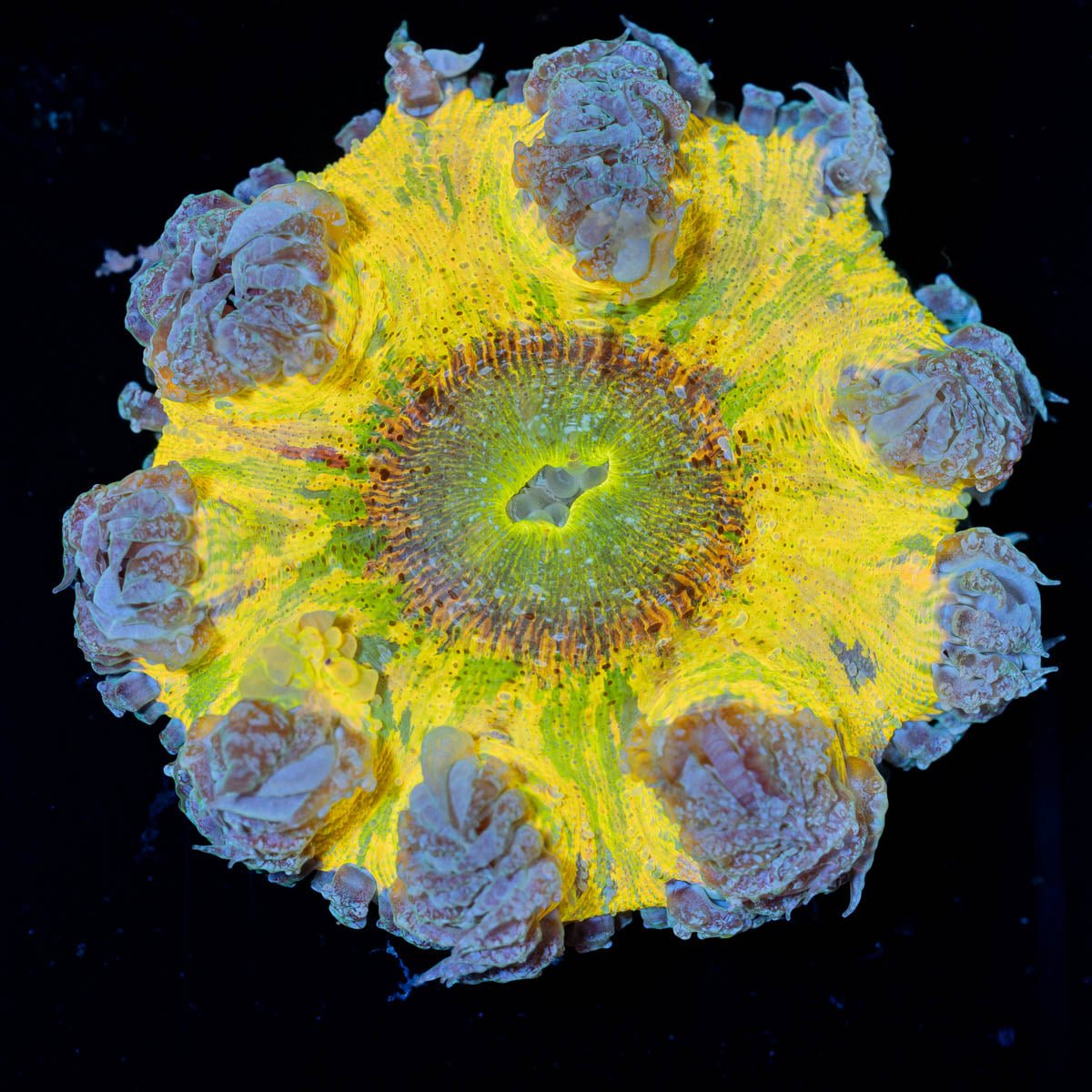 Ultra Rock Flower Anemone - riptide aquaculture llc