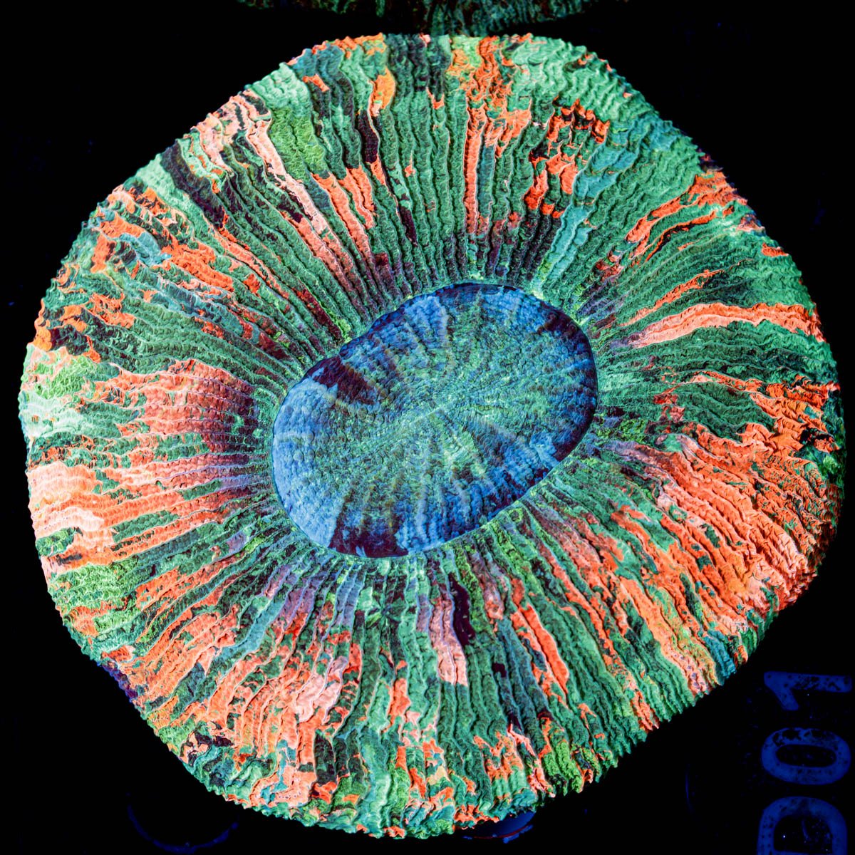 Rainbow Trachyphyllia - riptide aquaculture llc