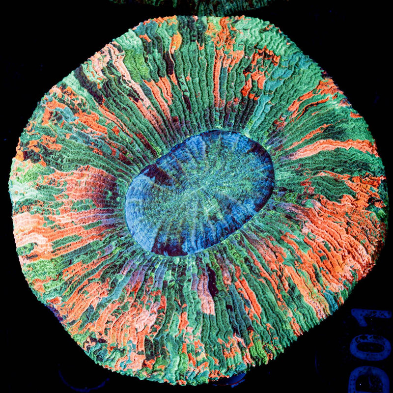 Rainbow Trachyphyllia